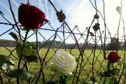 Květiny vpletené do plotu prasečí farmy - místo, kde plot prosíná území někdejšího koncentračního tábora