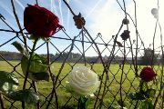 Květiny vpletené do plotu prasečí farmy - místo, kde plot prosíná území někdejšího koncentračního tábora